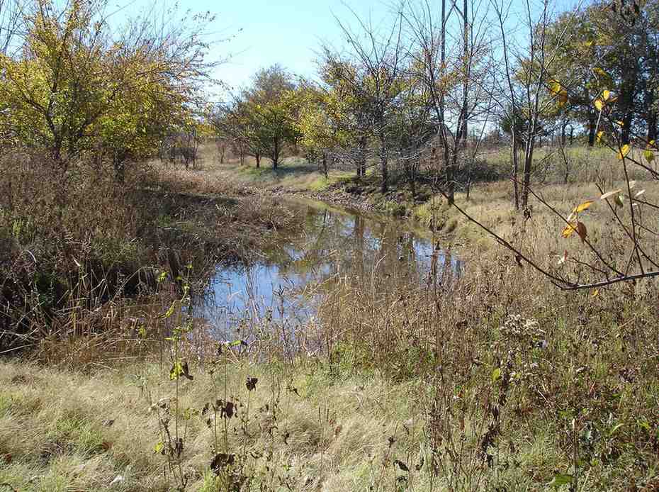 Natural wetland stream with vegetation